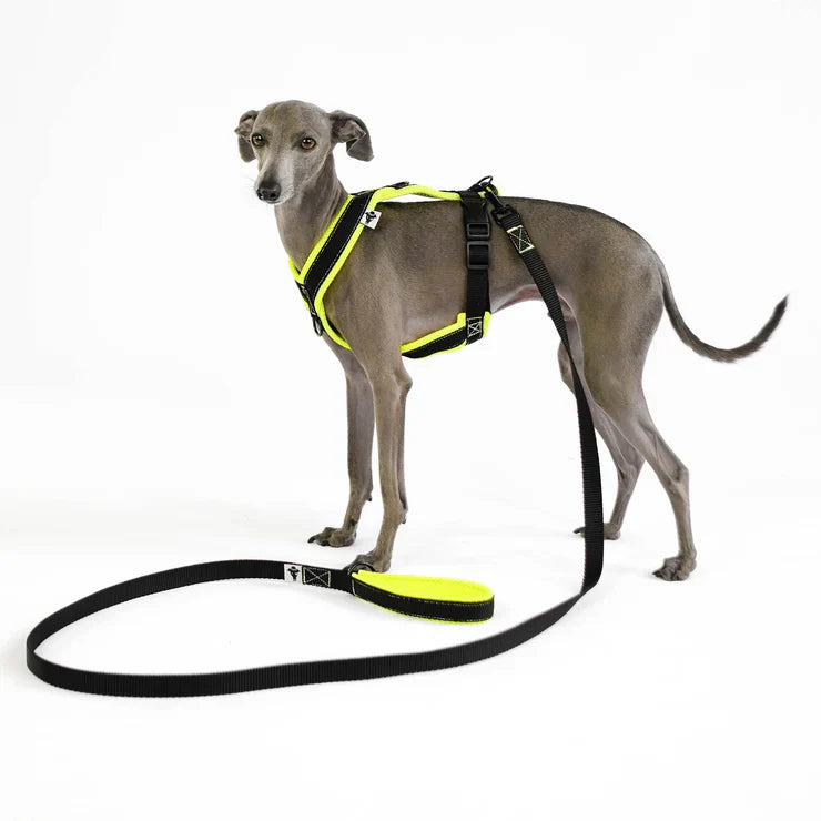 Collars, Harnesses & Leashes for dogs