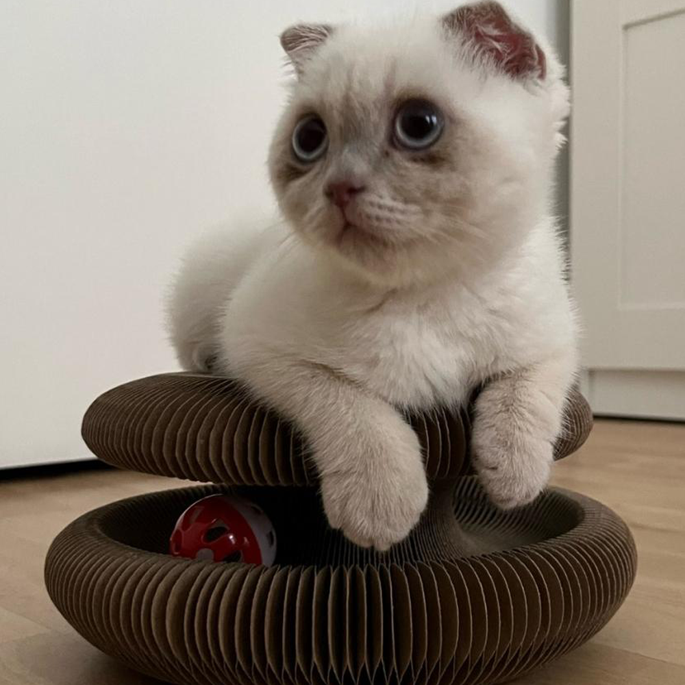 Cute Scottish Fold kitten with blue eyes resting on a brown cardboard cat scratcher toy, featuring a red ball, on a wooden floor.