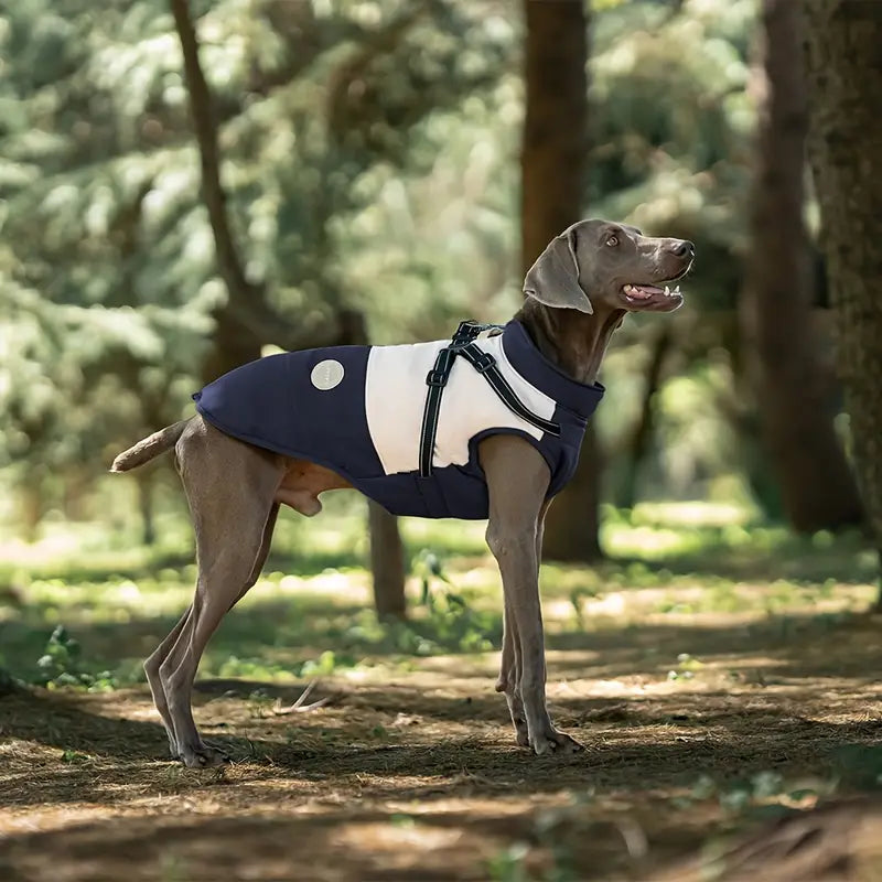 Weimaraner dog wearing a stylish navy and white vest in a sunlit forest, showcasing pet fashion, outdoor dog apparel, and canine accessories.