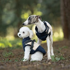 Two dogs wearing stylish navy and beige harnesses in a forest setting, featuring a white poodle and a greyhound. Pet fashion, dog harness, outdoor.