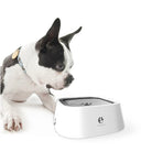 Boston Terrier dog looking at a white Els Pet automatic water fountain. Pet hydration, smart pet water dispenser, modern pet accessory.