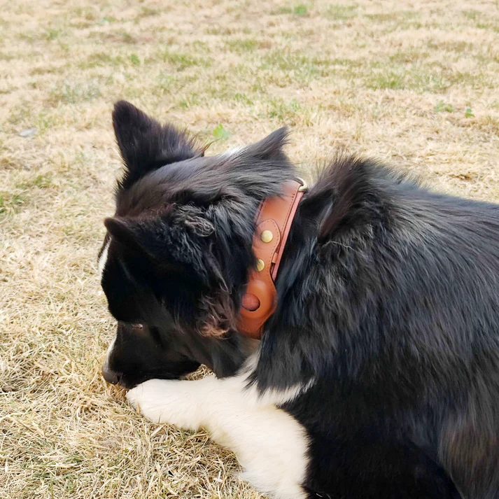 Border Collie with a brown leather collar lying on dry grass, showcasing pet accessories. Ideal for dog lovers and pet product enthusiasts.