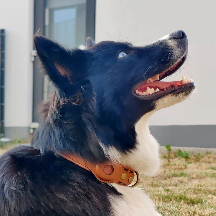 Black and white Border Collie wearing a brown leather collar, looking upwards with an open mouth, outside on grass near a modern building.