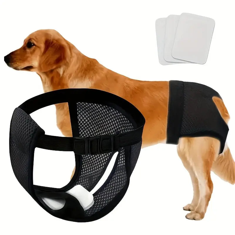 Golden Retriever wearing a black dog diaper with adjustable straps, featuring absorbent pads. Pet hygiene product for incontinence and training.