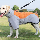 Labrador in orange and gray waterproof dog coat with leash, outdoor pet apparel.