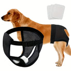 Golden Retriever wearing a black dog diaper with adjustable straps, featuring absorbent pads. Pet hygiene, dog diaper for incontinence, washable.