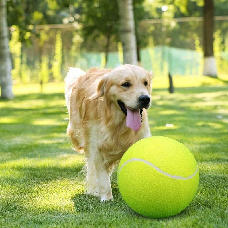 Golden Retriever playing with giant tennis ball on lush green grass in sunny park. Playful dog, outdoor fun, pet exercise, large toy.