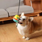 Corgi playing with colorful chew toy on a string in a living room; dog toy, pet playtime, indoor activity, cute corgi, home pet care.