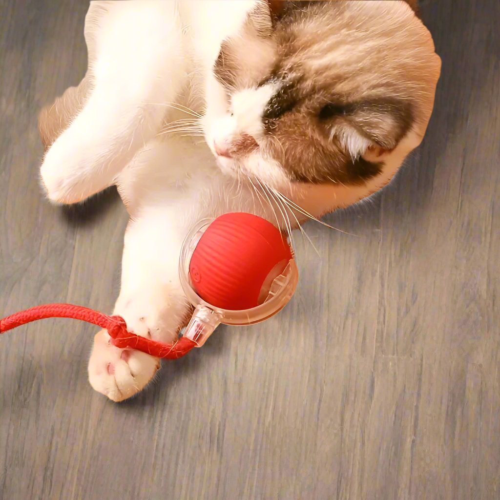 Cat playing with a red interactive ball toy on wooden floor, engaging pet activity, feline entertainment, indoor play, cute cat photo.