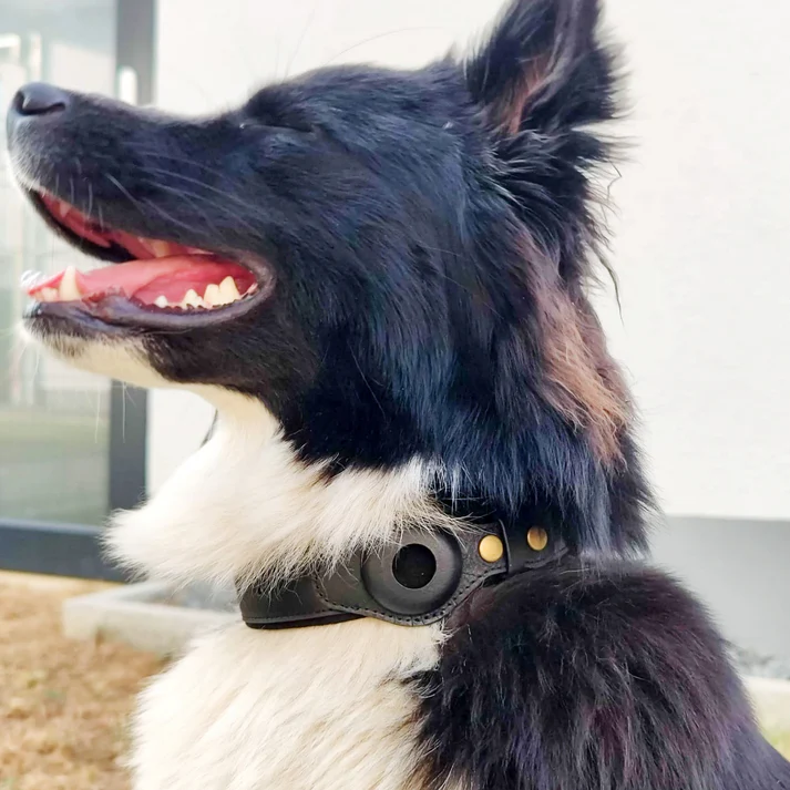 Black and white dog wearing a leather collar with brass studs, sitting outdoors with mouth open, showcasing pet accessory design and style.