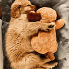 Golden retriever puppy cuddling a plush toy on a soft gray blanket, showcasing adorable pet behavior. Perfect for dog lovers and pet care content.