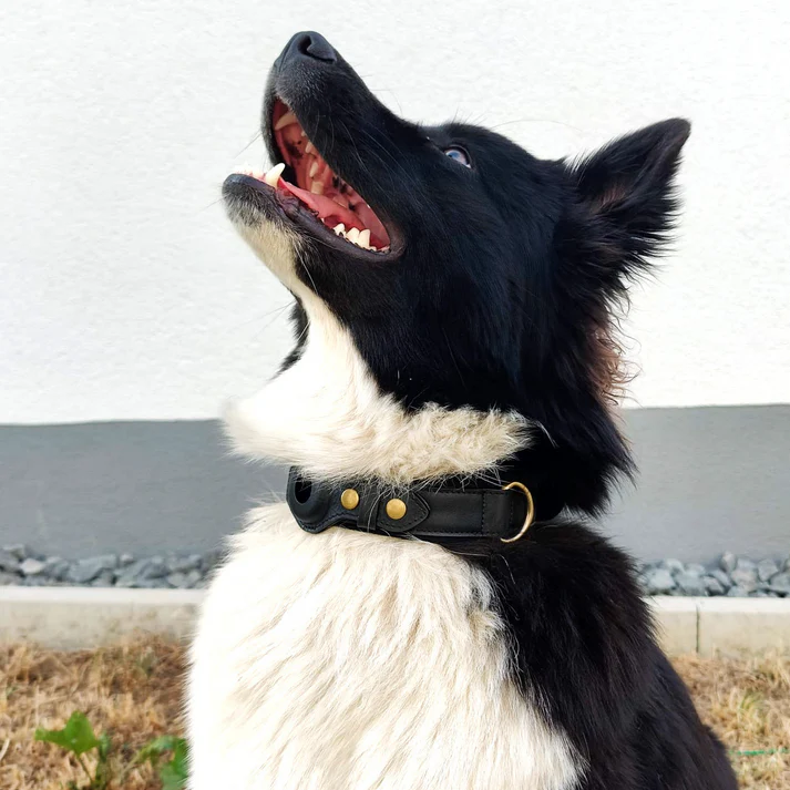 Black and white Border Collie looking up, wearing a leather collar. Dog portrait, outdoor setting, pet photography, canine close-up.