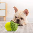 French Bulldog playing with a green acorn-shaped dog toy on a wooden floor. Pet accessories, interactive dog toys, playful puppy.