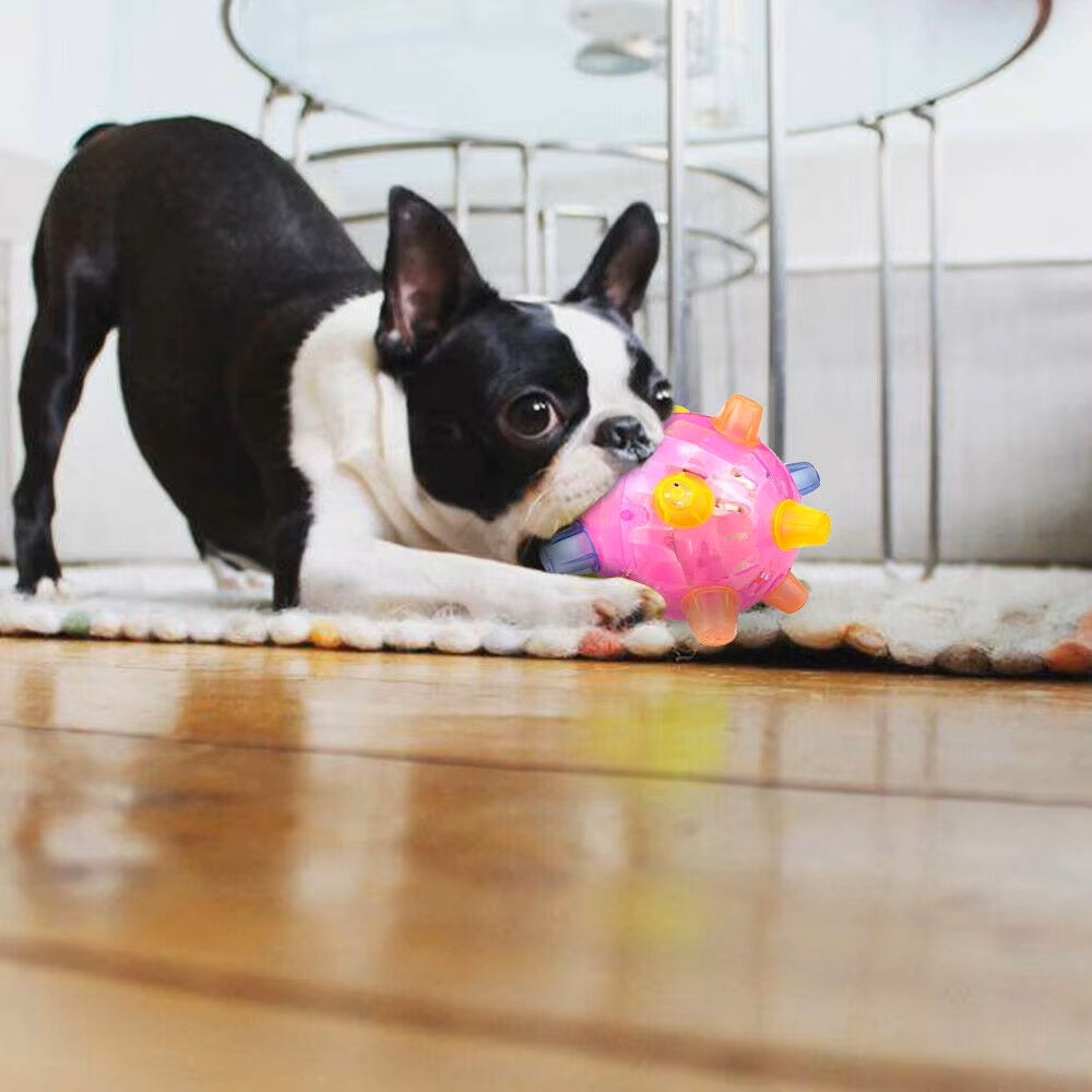 Boston Terrier playing with a pink spiky dog toy on a wooden floor, showcasing pet playtime, dog toys, and indoor pet activities.