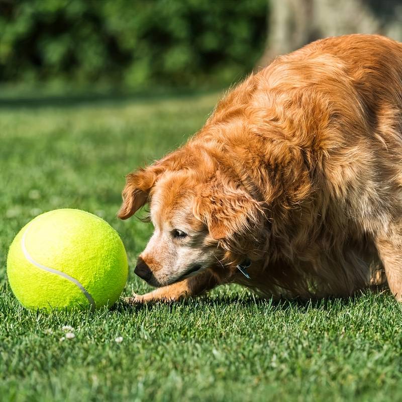 Golden Retriever playing with a large yellow tennis ball on green grass, outdoor pet activity, playful dog, sunny day, canine exercise, fun.