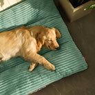 Golden Retriever sleeping on a plush teal dog bed, basking in sunlight. Cozy pet bedding, comfortable dog mattress, relaxed canine resting indoors.