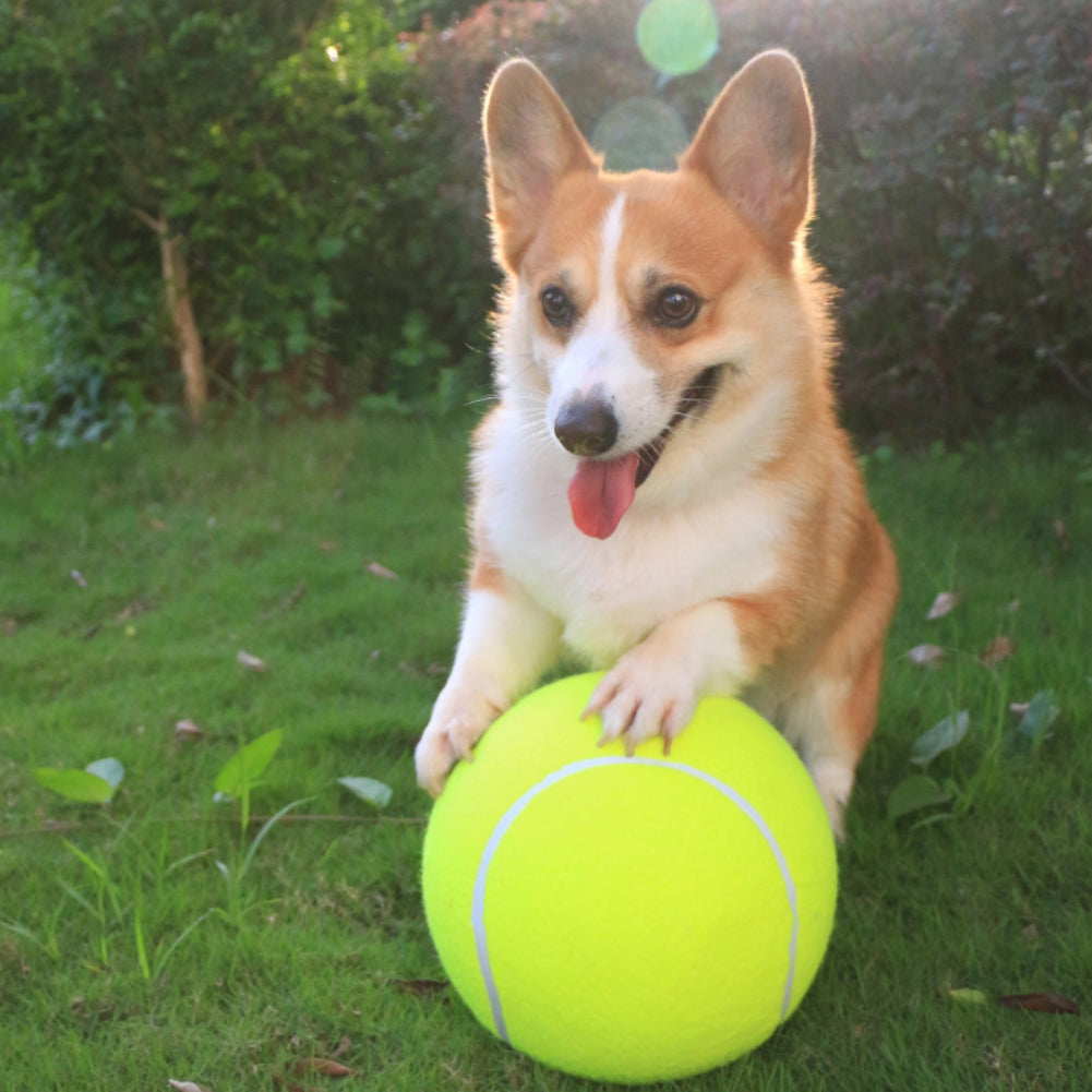 Corgi dog playing with a giant tennis ball on green grass in a sunny garden. Cute pet, outdoor fun, playful dog, bright yellow ball, happy corgi.