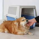 Small brown dog being petted near a blue and white pet carrier. Cozy pet travel crate, portable dog kennel, comfortable pet transport solution.