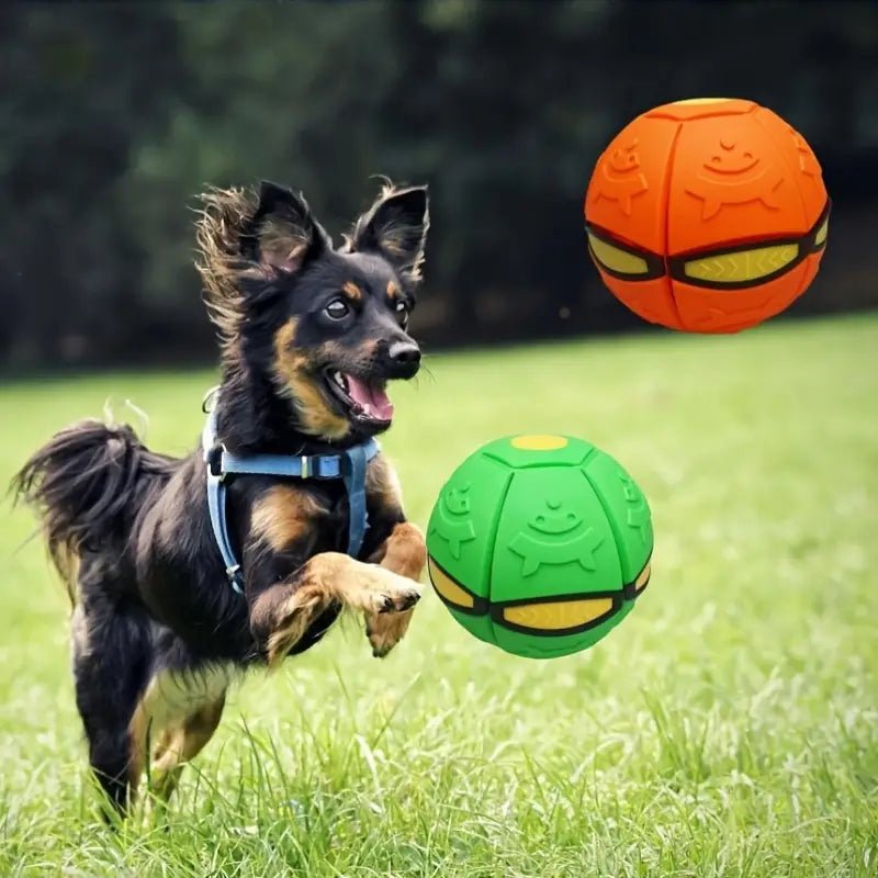 Dog playing fetch with orange and green interactive balls in a grassy field. Pet toy, outdoor activity, energetic dog, playful exercise.