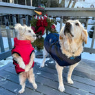 Two dogs in winter coats on a snowy deck; small dog in red, large dog in blue. Christmas wreath in background. Winter pet fashion, holiday theme.