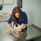 Veterinarian administering injection to black and white cat on exam table in clinic; pet healthcare, animal care, veterinary services.