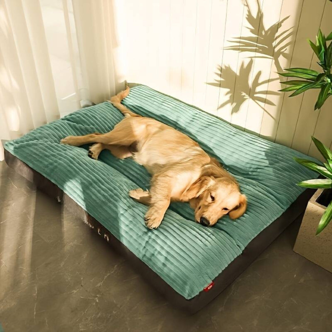 Golden Retriever resting on a large, teal orthopedic dog bed in a sunlit room with plants. Comfortable pet bedding, luxury dog mattress, cozy canine rest.