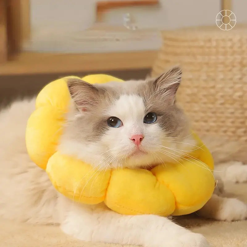 Fluffy cat wearing a yellow donut-shaped pet collar, lying on a cozy surface. Perfect for pet safety, comfort, and style. Cute cat accessory.