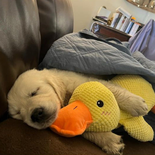 Golden Retriever puppy sleeping on a couch, cuddling a yellow duck plush toy under a blue blanket. Cozy pet scene, adorable dog, cute puppy nap.