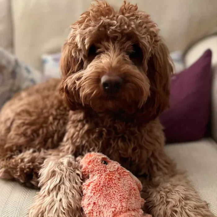 Fluffy brown Labradoodle dog on a couch with a pink plush toy, showcasing curly fur and playful demeanor. Perfect pet companion, cozy home setting.