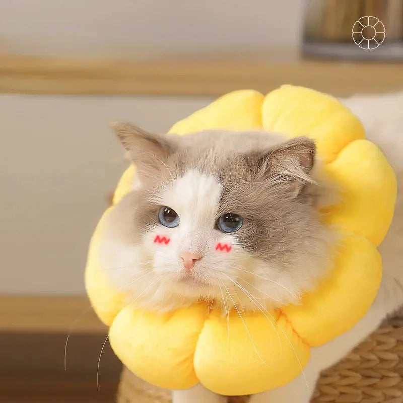 Fluffy cat wearing a cute yellow flower-shaped pet collar, enhancing its adorable appearance. Perfect pet accessory for cat lovers.