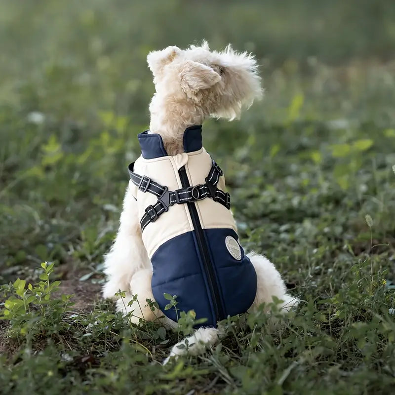 Small dog wearing a stylish blue and beige harness jacket sitting on grass, outdoor pet fashion, comfortable dog apparel, nature background.