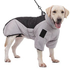 Labrador in gray and black winter dog coat with leash, warm pet apparel for cold weather.