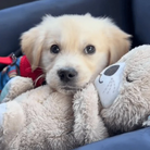 Cute golden retriever puppy cuddling a plush teddy bear in a cozy bed, showcasing adorable pet companionship. Perfect for dog lovers and pet care themes.