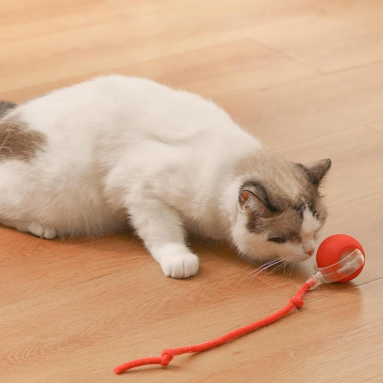 Cat playing with red ball toy on wooden floor. Playful pet interaction, indoor feline activity, cute cat behavior, home pet entertainment.