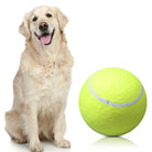 Golden Retriever sitting next to a large yellow tennis ball, isolated on white background. Playful dog, pet toy, canine fun.