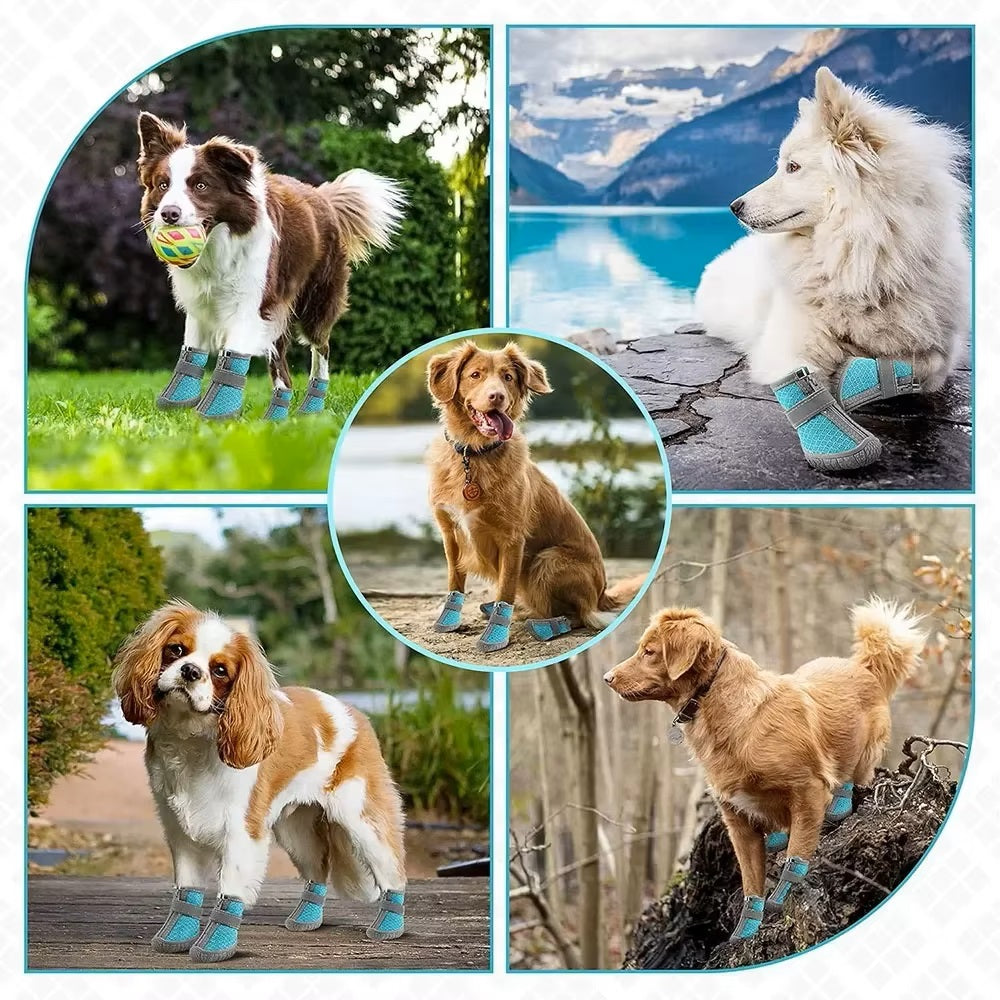 Collage of dogs wearing blue protective boots in various outdoor settings, showcasing pet footwear for hiking, snow, and rough terrain.