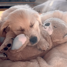 Golden Retriever puppy sleeping on a plush toy, cozy and adorable. Perfect for pet lovers. Cute dog, puppy nap, cuddly stuffed animal.