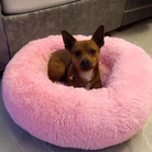 Small brown dog sitting in a fluffy pink pet bed, cozy and relaxed. Perfect for pet comfort, dog bed, and home decor keywords.