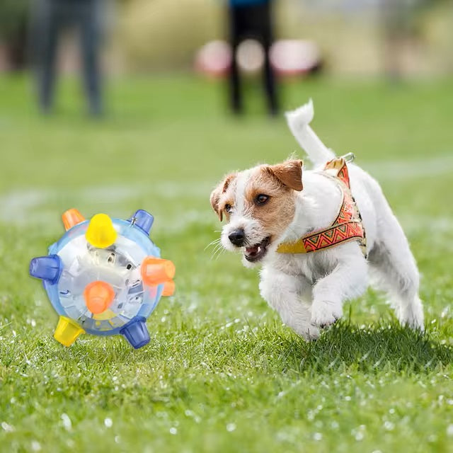 Jack Russell Terrier playing with interactive dog toy ball on grass field. Energetic pet, outdoor activity, fun dog toy, playful puppy.