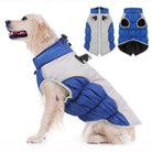 Golden Retriever wearing a blue and gray dog winter coat with adjustable straps, showcasing warmth and style. Ideal pet apparel for cold weather.