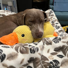 Sleeping dog cuddling yellow duck plush toy on patterned blanket; cozy pet resting indoors. Cute dog with stuffed animal.