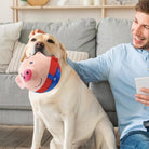 Labrador retriever with a plush pig toy in mouth, sitting on a couch next to a smiling man holding a tablet, cozy living room setting.