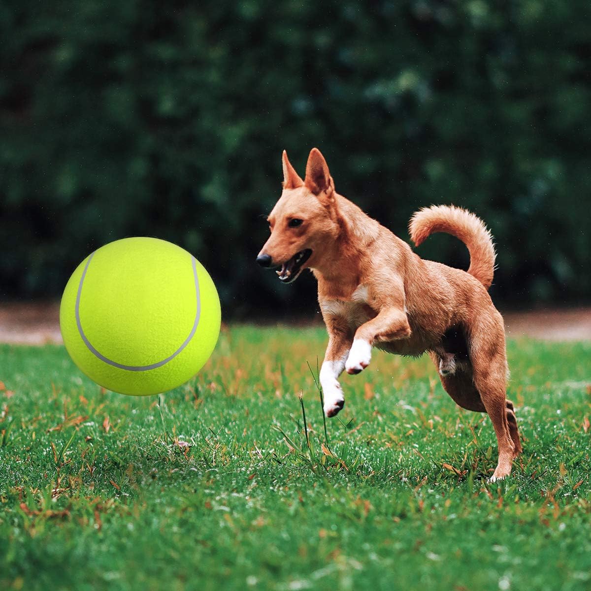 Dog playing with large tennis ball on grass field, energetic pet activity, outdoor fun, playful canine, vibrant green background, active lifestyle.