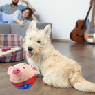 Cute dog playing with a musical pig plush toy in a cozy living room; perfect pet gift idea. Guitar and plaid dog bed in the background.