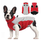 French Bulldog wearing a red and gray dog winter coat with harness, showcasing front and back views. Pet apparel, dog clothing, winter dog jacket.