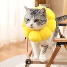 Cat wearing a yellow sunflower-shaped collar, standing on a wooden chair indoors. Cute pet accessory, feline fashion, playful cat image.