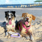 Two happy dogs with pink harnesses lying on sandy beach, one holding a rope toy. Ocean and pier in background. Perfect for pet-friendly beach vacations.