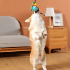 Corgi dog standing on hind legs playing with colorful toy in cozy living room; playful pet, indoor activity, cute dog behavior.