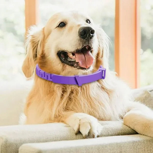 Golden Retriever wearing a purple dog collar, sitting on a couch in a sunlit room. Happy pet, dog accessories, indoor pet photography.