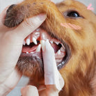 Dog teeth cleaning with finger toothbrush; close-up of golden retriever's mouth. Pet dental care, oral hygiene, canine health.